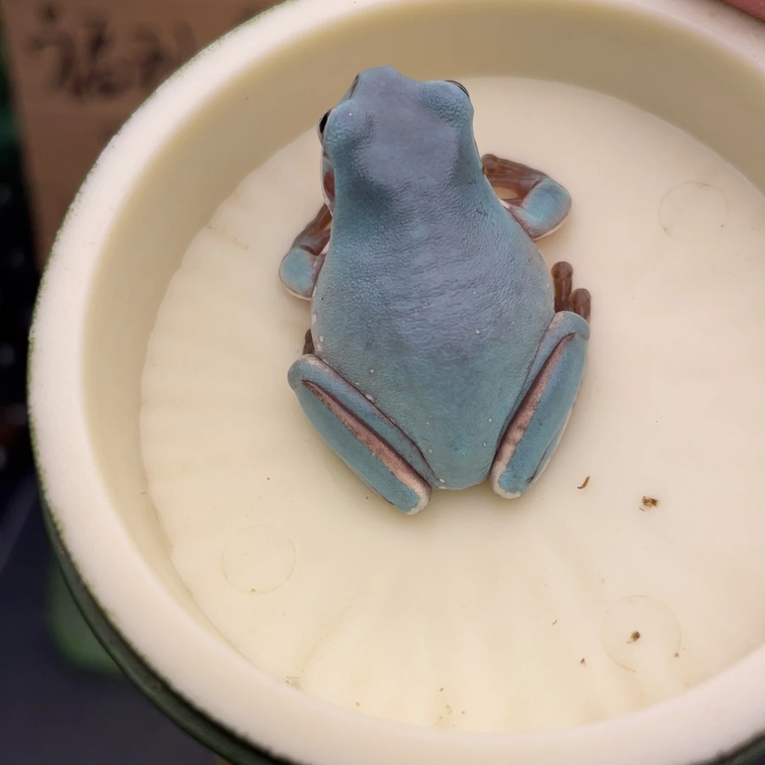 老爷树蛙靛蓝变异后代，腿微变