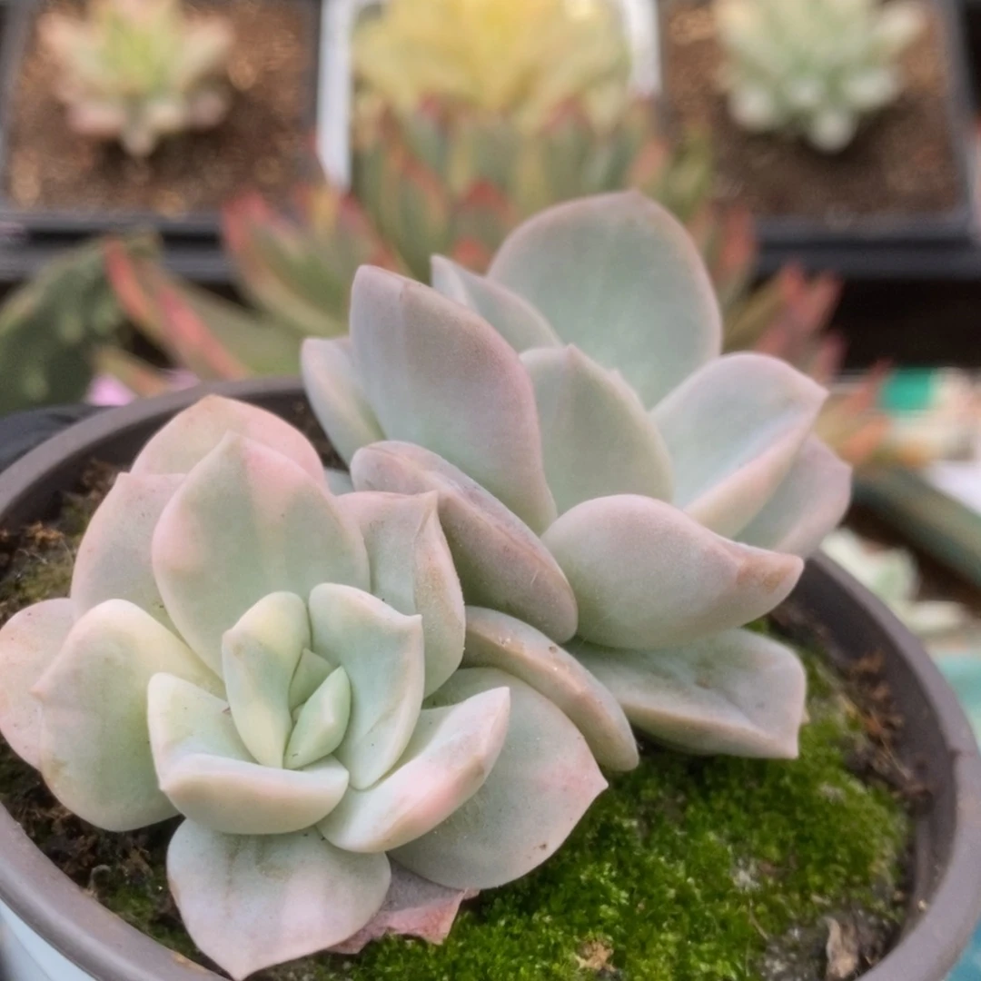 517可爱玫瑰锦锦锦
