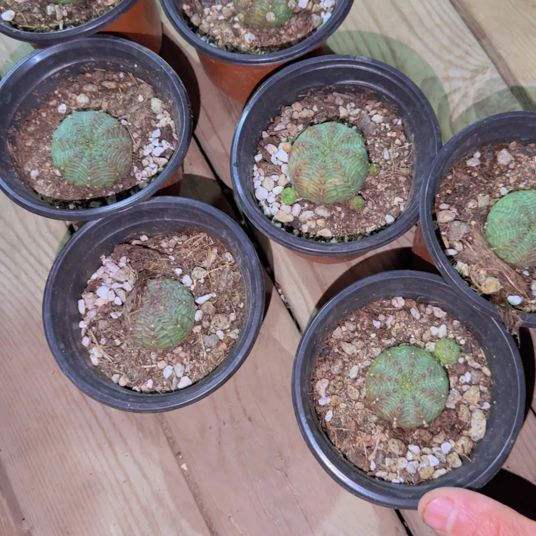 块根植物块根植物