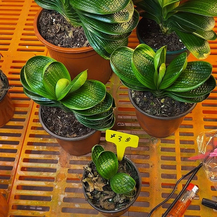 完全开放十八娃娃