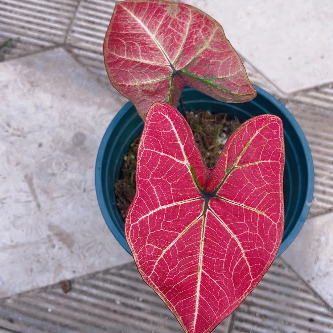 完全开放泰彩一物一拍9328