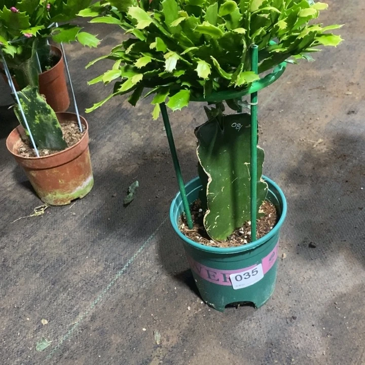 当前无花栽培后可以开花差**羽035嫁接081