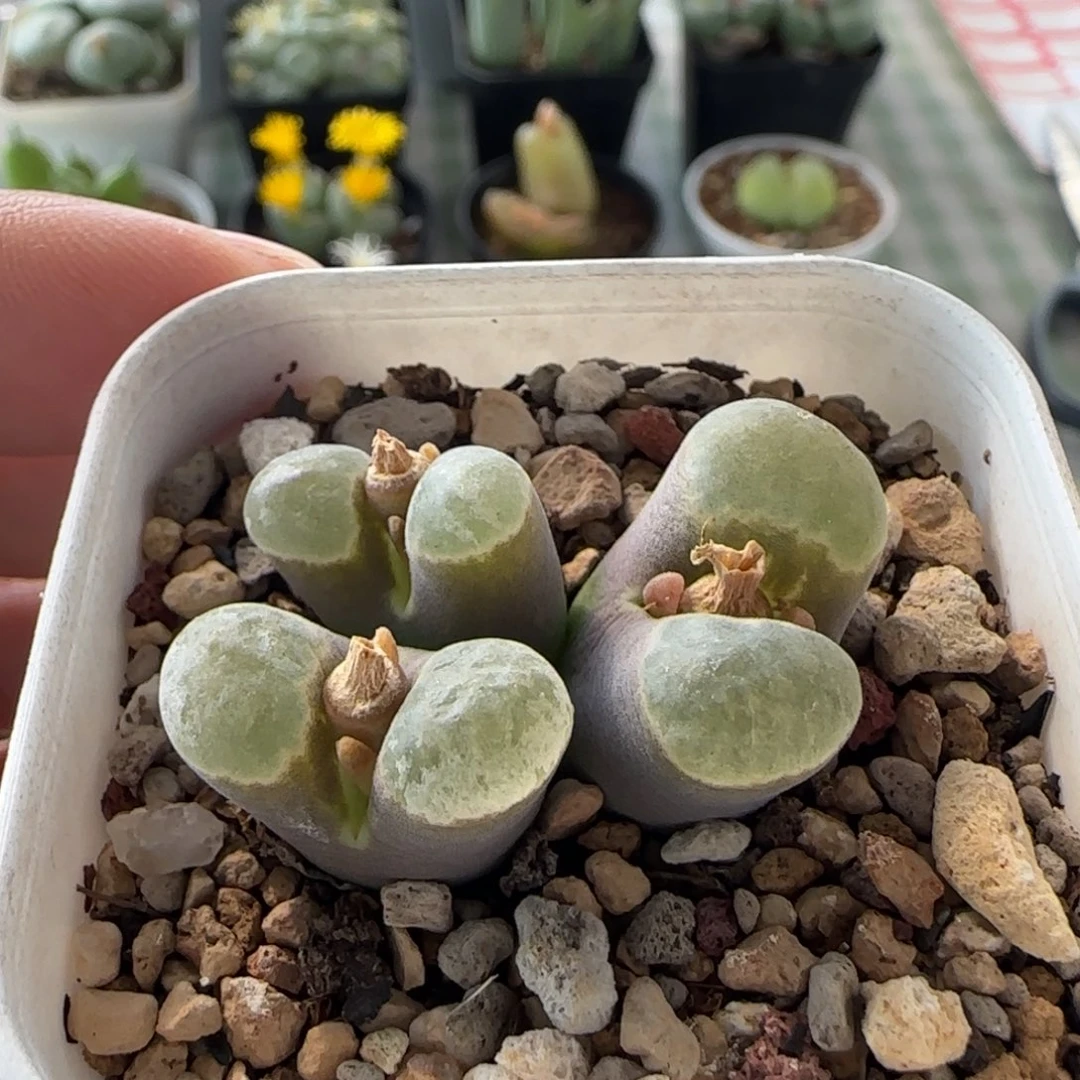 克里普兰磁铁风铃
