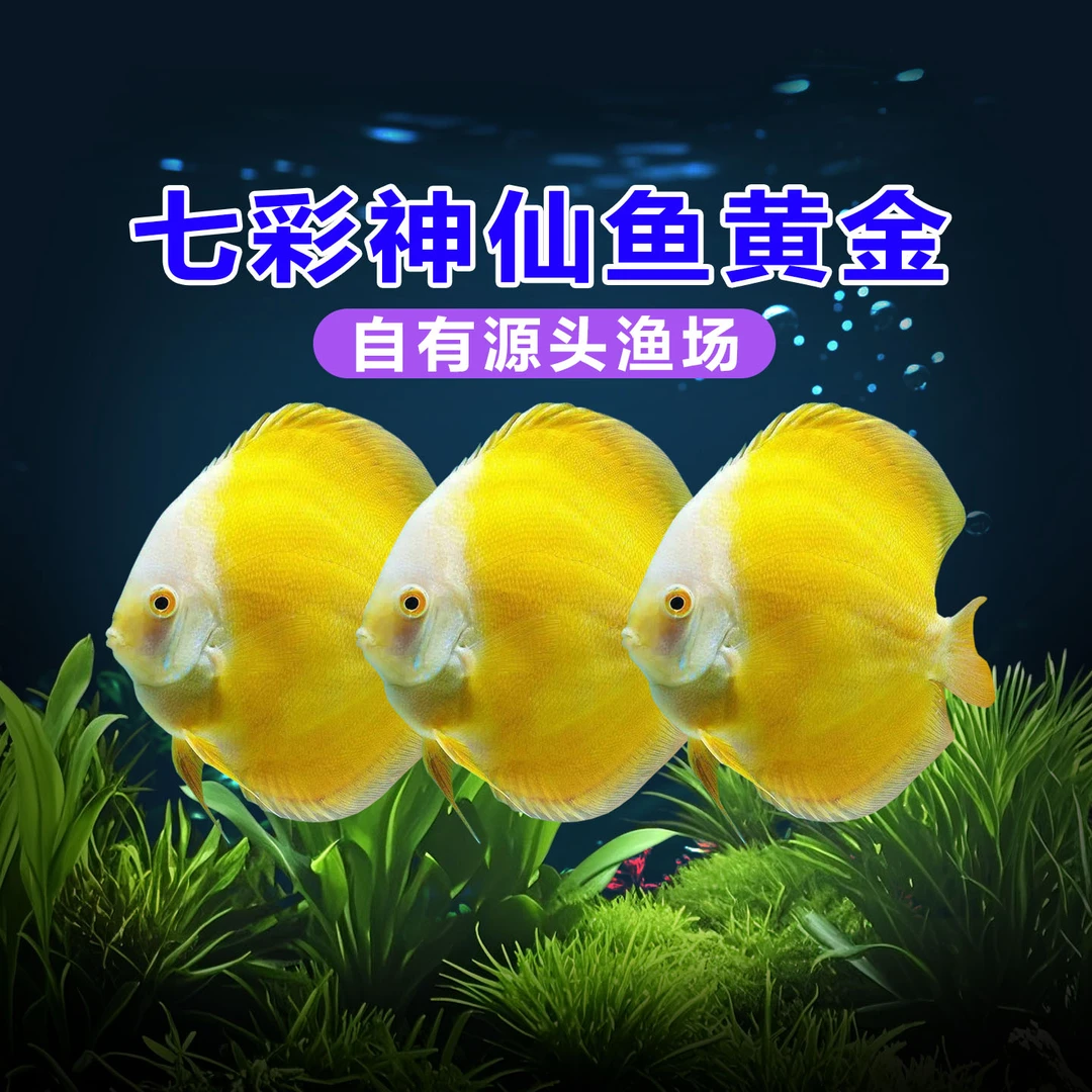 七彩神仙鱼黄金热带淡水观赏鱼好养易活鱼苗黄妃精品幼鱼现货包损