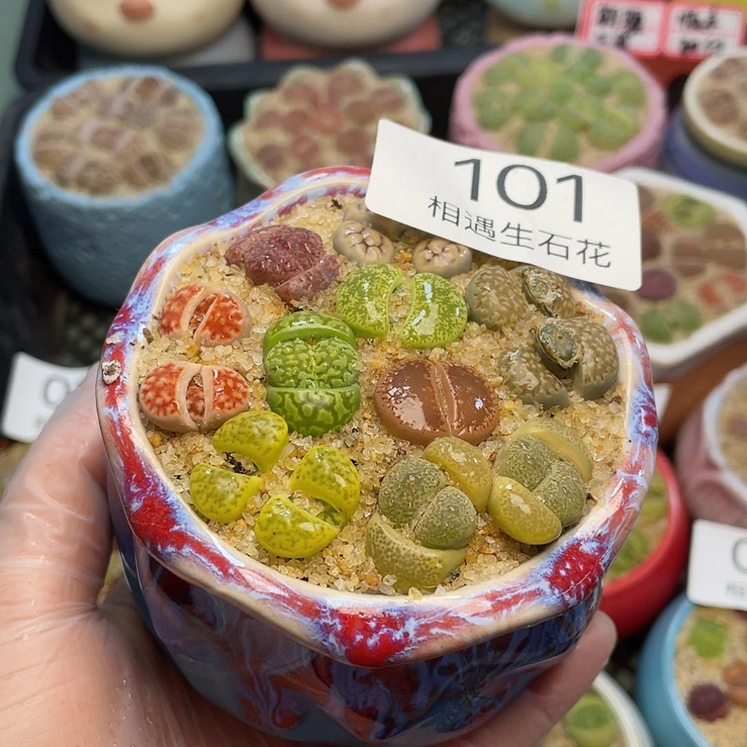 相遇生石花链接101