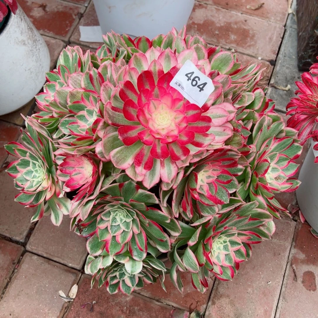 464孔雀翎法师多肉植物