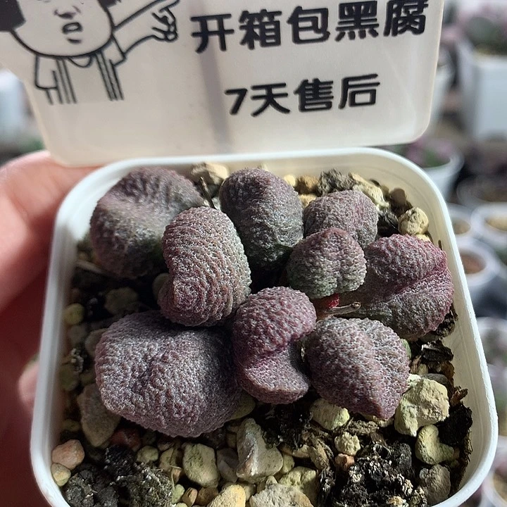 y****a多肉水泡专拍链接