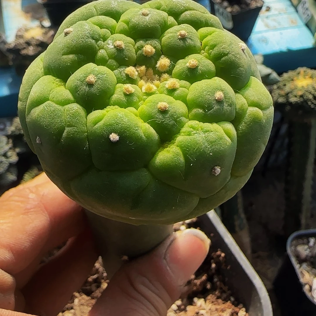 皱尤仙284仙人球