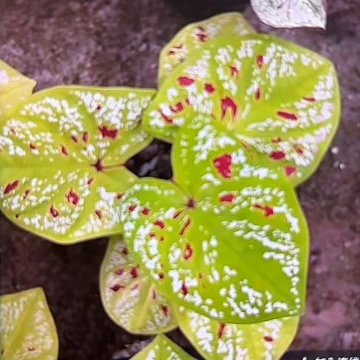 135-0509彩叶芋泰国发货