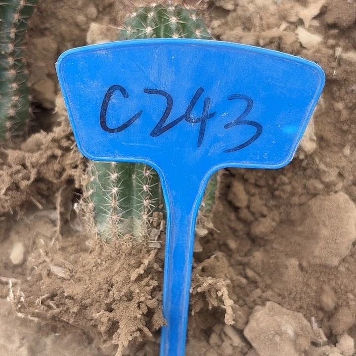 C243,cc209,瑕疵歪头