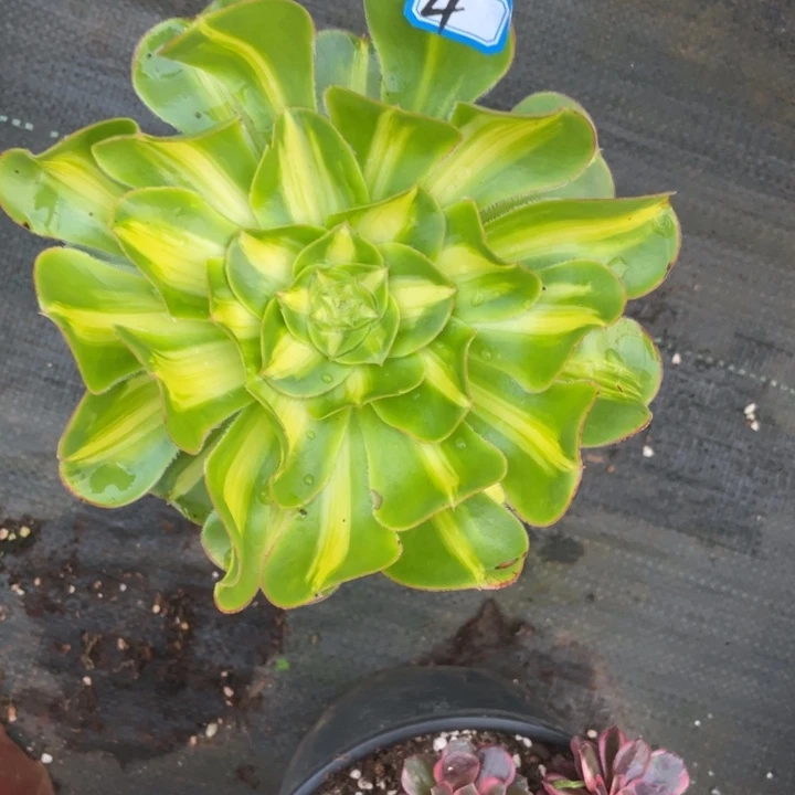 无花朵4暴君带盆土发货法师