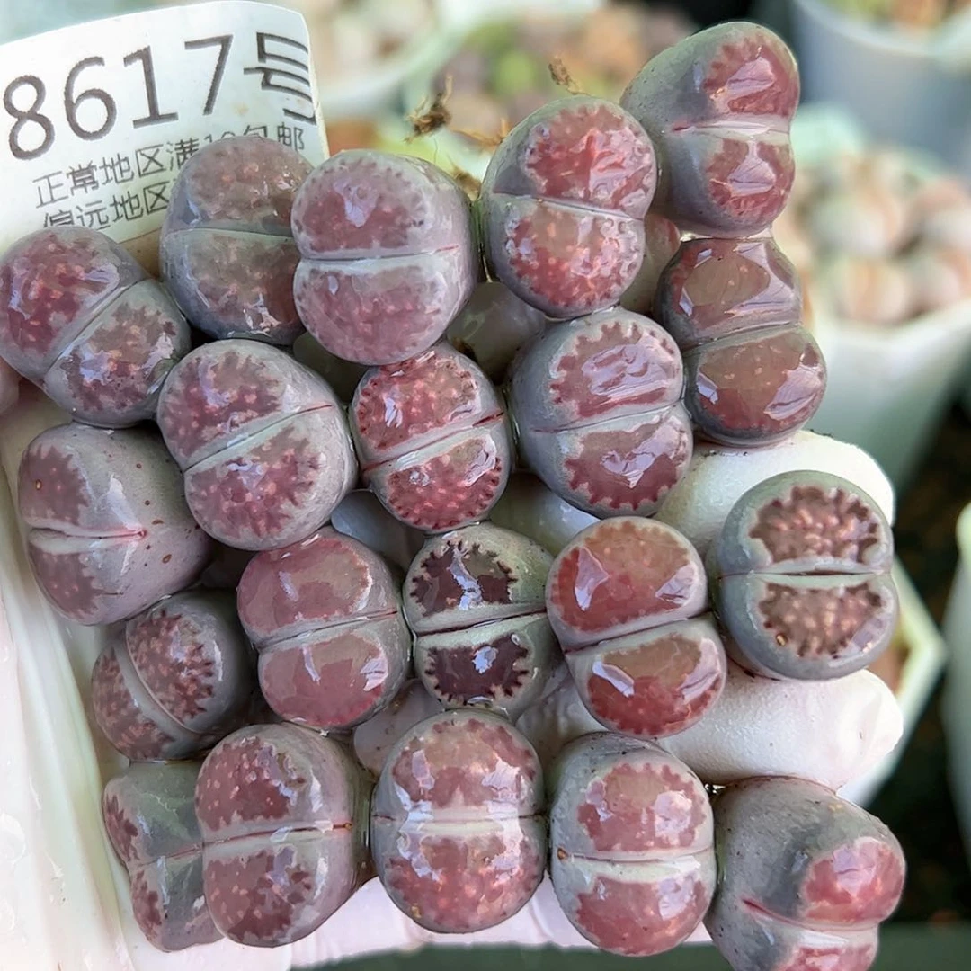 好养易活生石花大母本8617共20颗