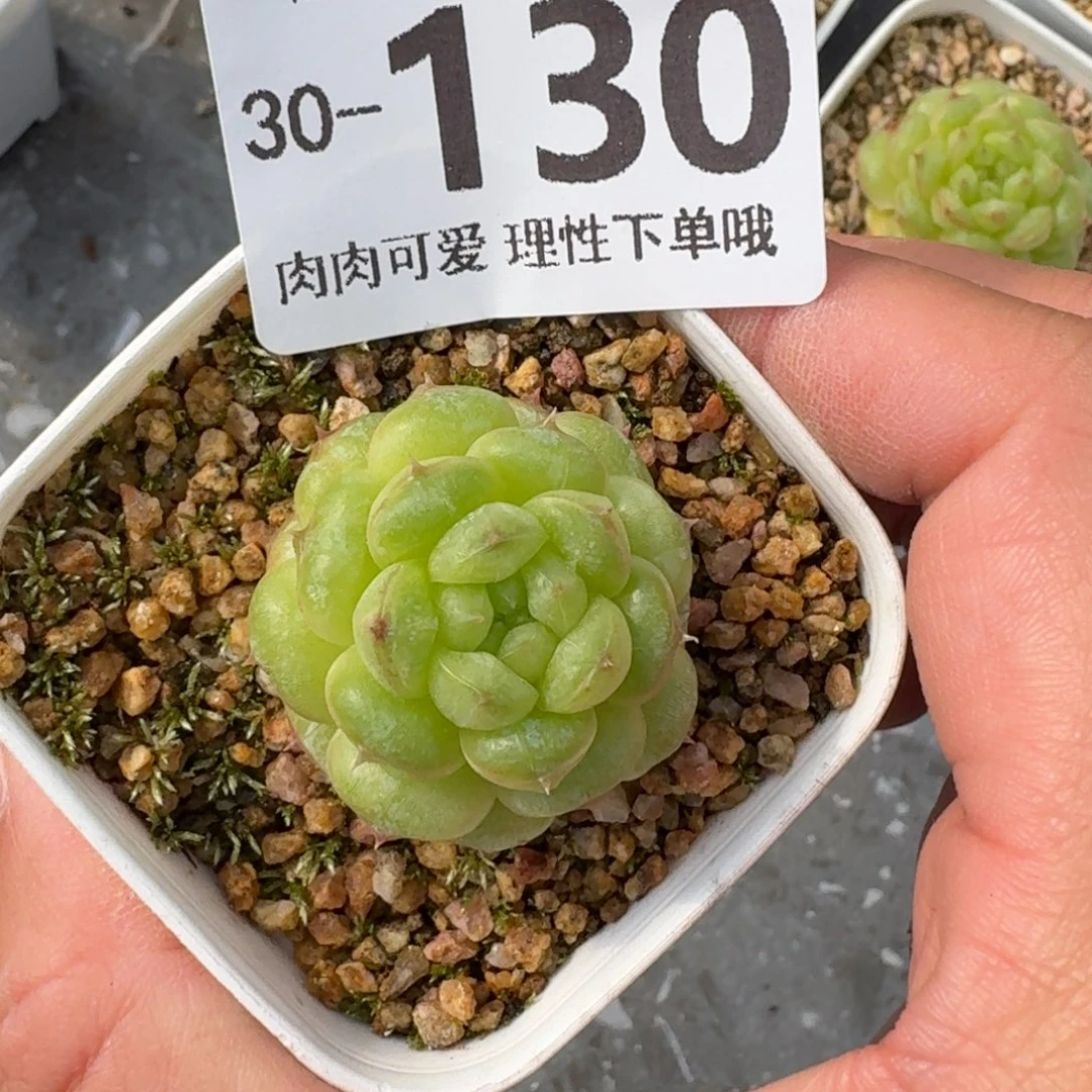 f***i阳光玫瑰无盆土发货