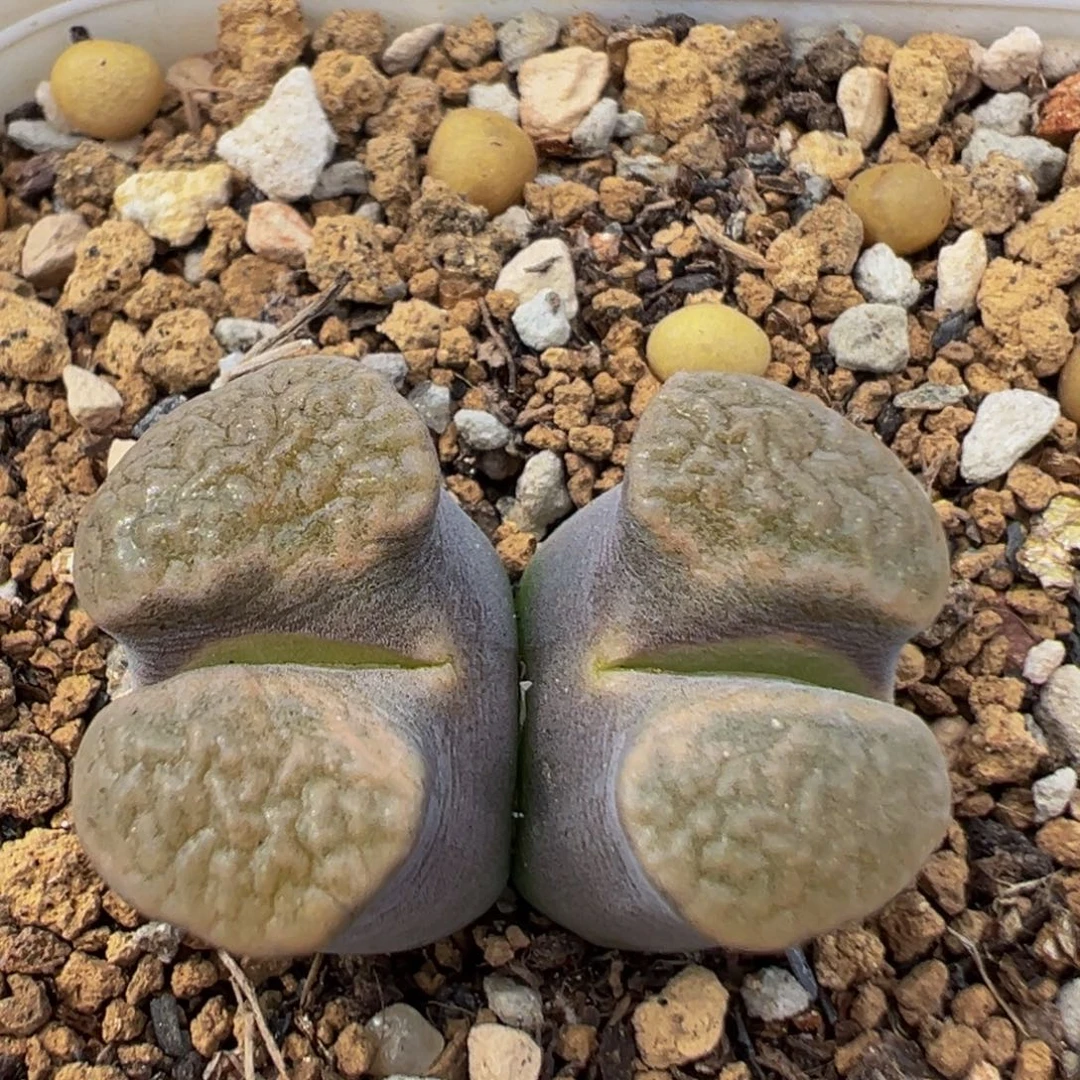 120多肉植物百科植物