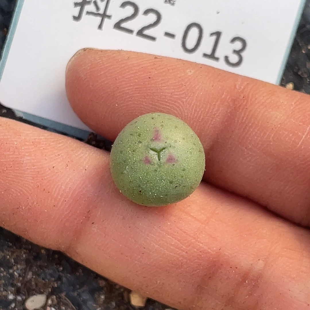 22-13肉锥多肉植物比卡丘