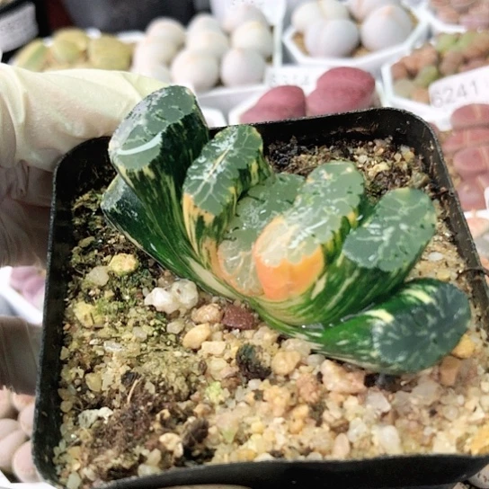 6387，如图一物一拍