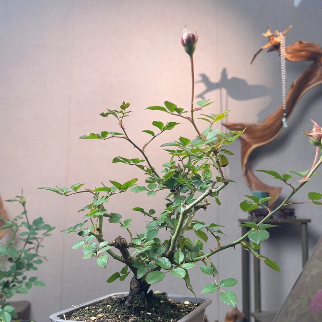 ༊***:少量花朵（建议范围：2朵-5朵 或40%以下）