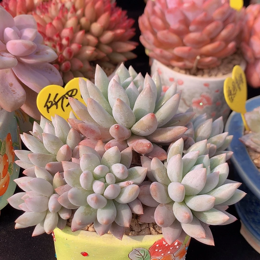 所罗门多肉一物一拍