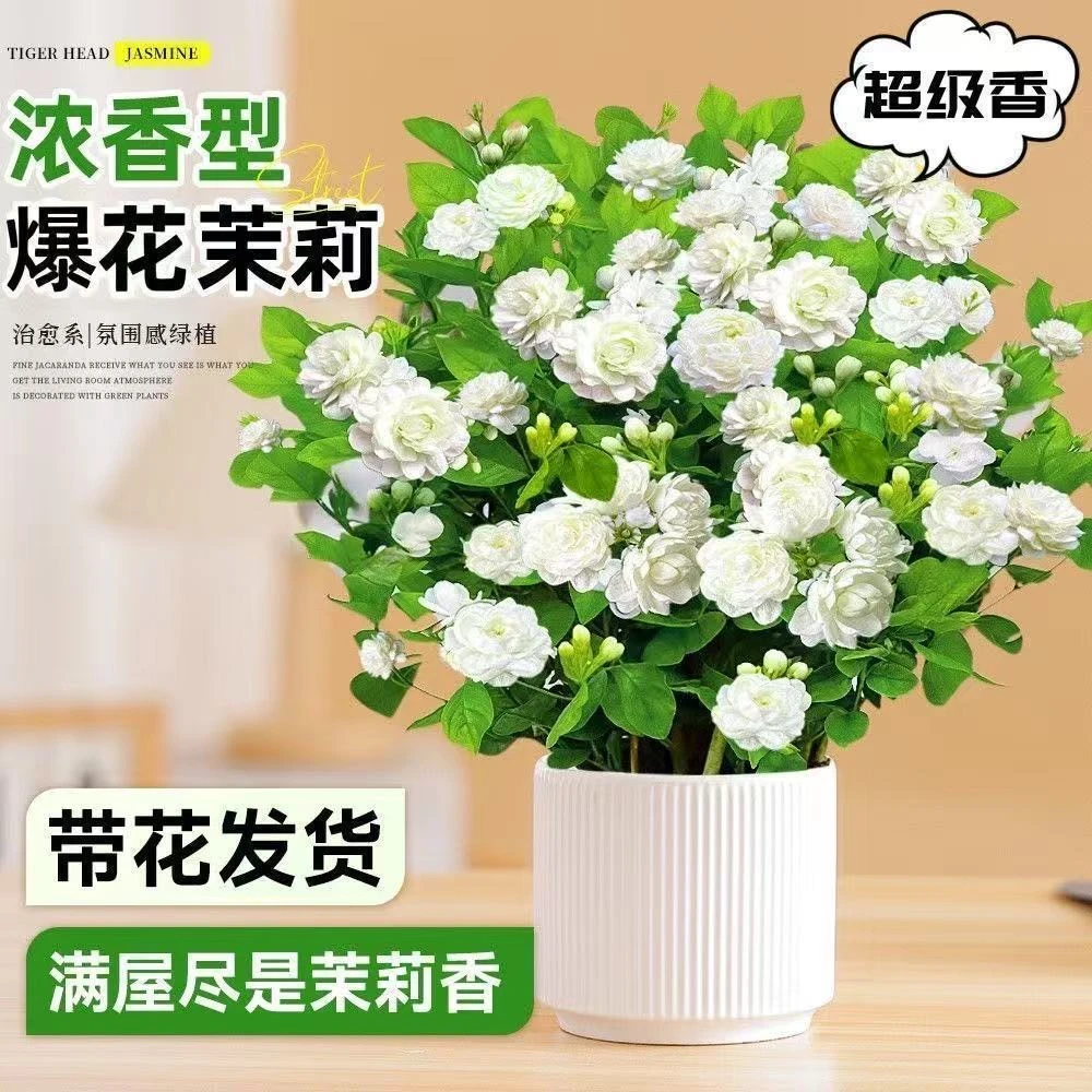 《带花苞》重瓣茉莉花苗花卉盆栽四季开花庭院窗台观花盆景树老桩