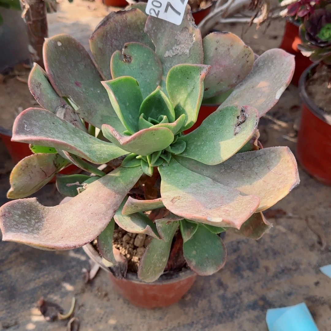 富贵726满20包邮断枝不包