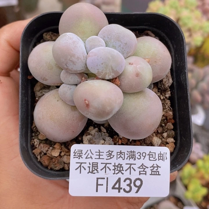 芭比奶洛5cm439多肉植物