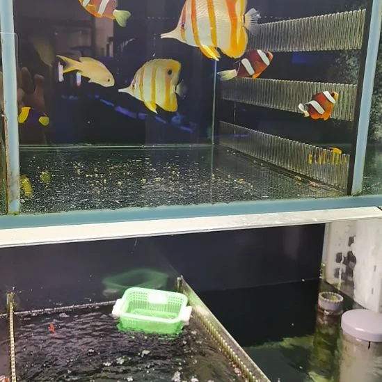 4+双带3条海水鱼哈