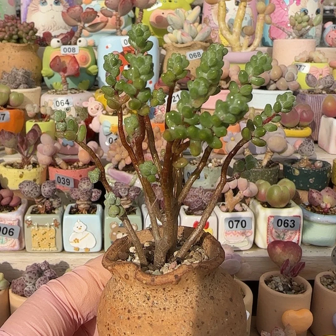 幸运树 盆口3.5cm