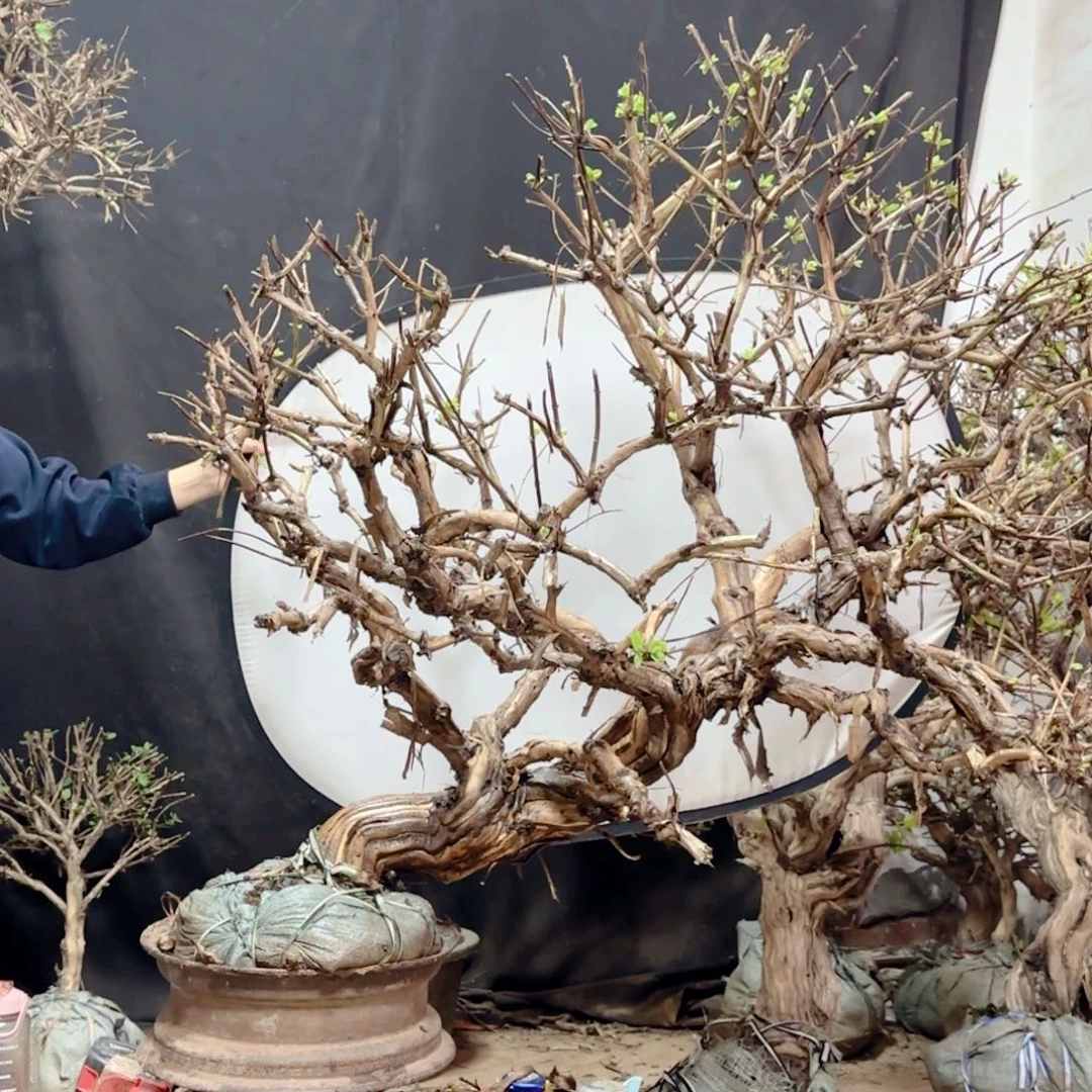 亿***W金银花金银花金银花