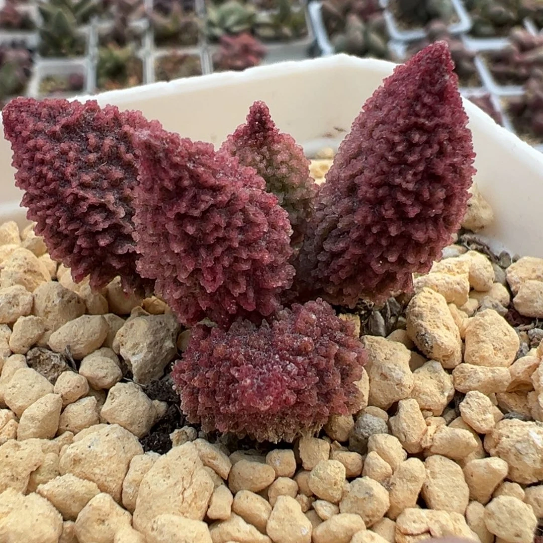 实生带刺多头纯木质桩多肉植物