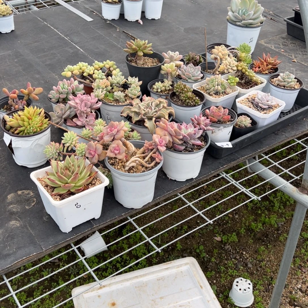 M***o14-6套餐26个小鹿园艺