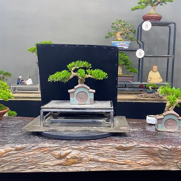 黄杨盆景四季常青不落叶