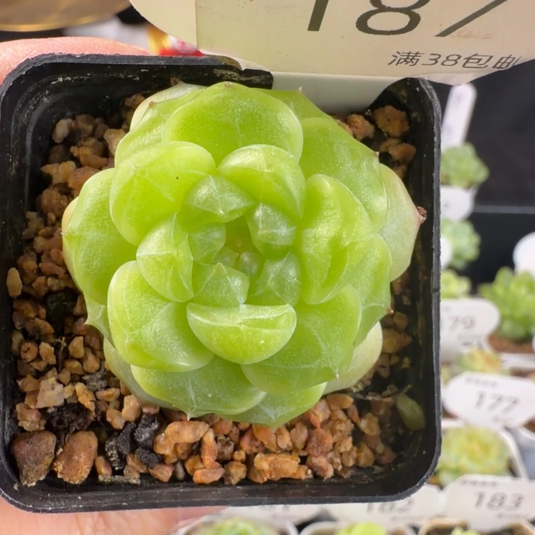 财富密码单头187号