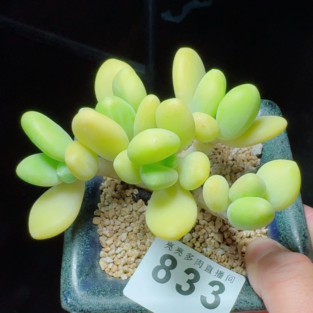 芒果奶            精美多肉植物