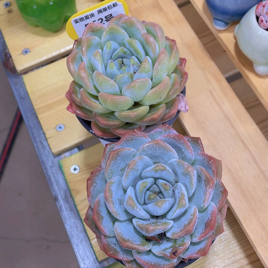 562号 大单头母本大白兔一个