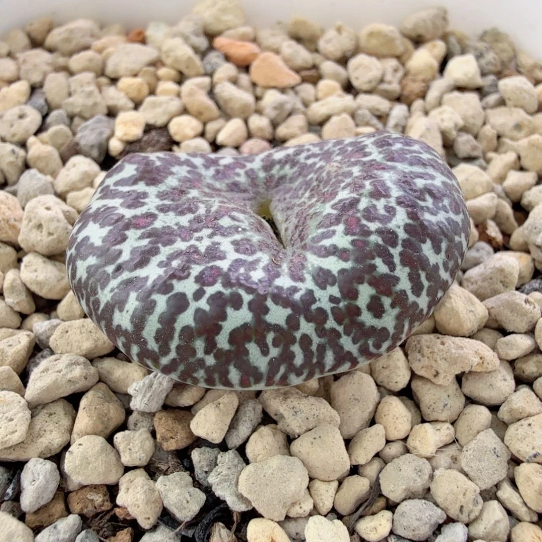 TS603 12号实生 1-3-L8