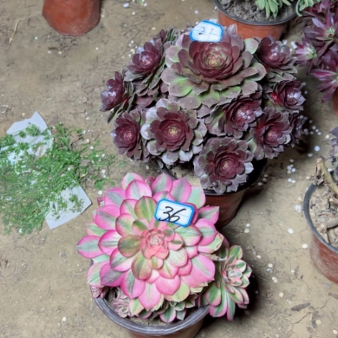 【闪购商品】多肉植物两个21