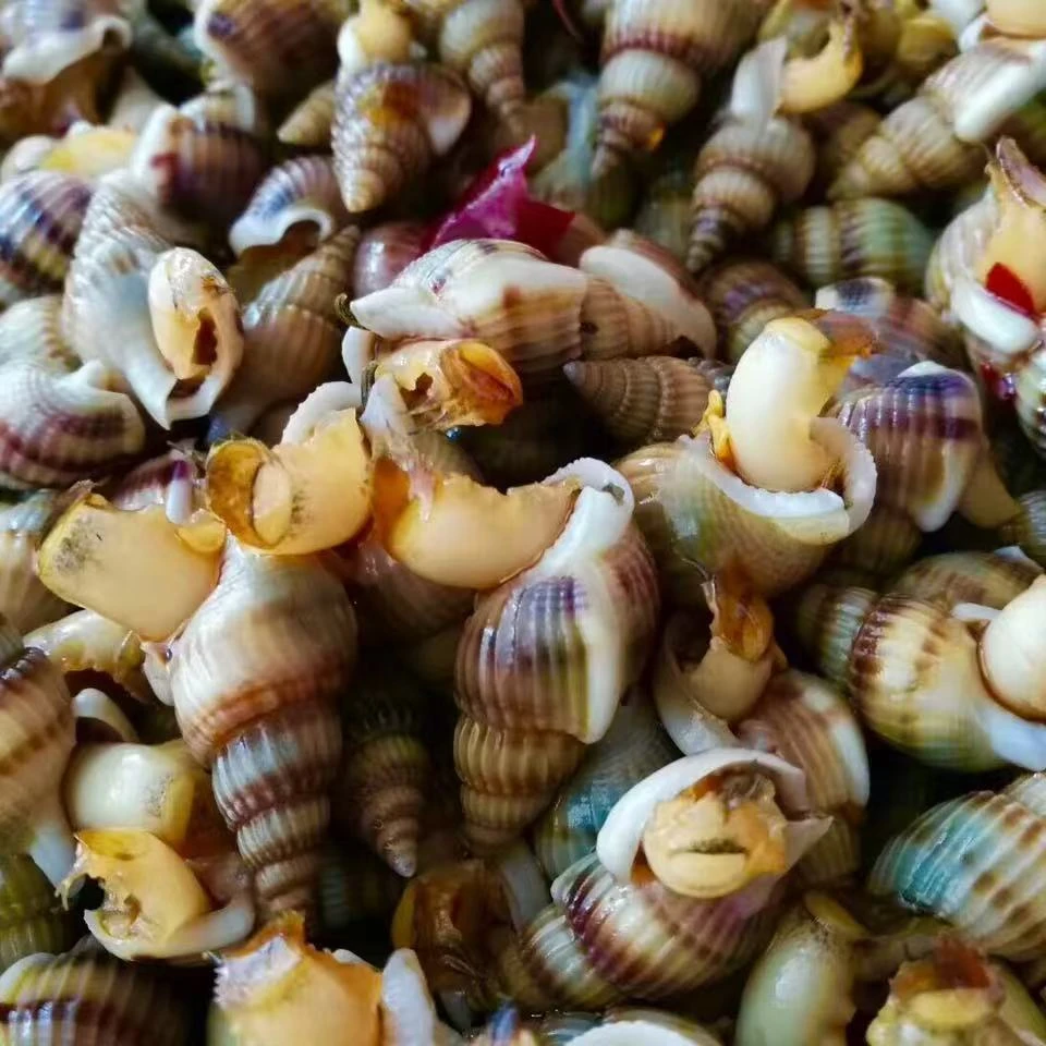 【中号！！！】东港本地鲜活海锥  顺丰发货  520粒左右/一斤 嫌小拍大