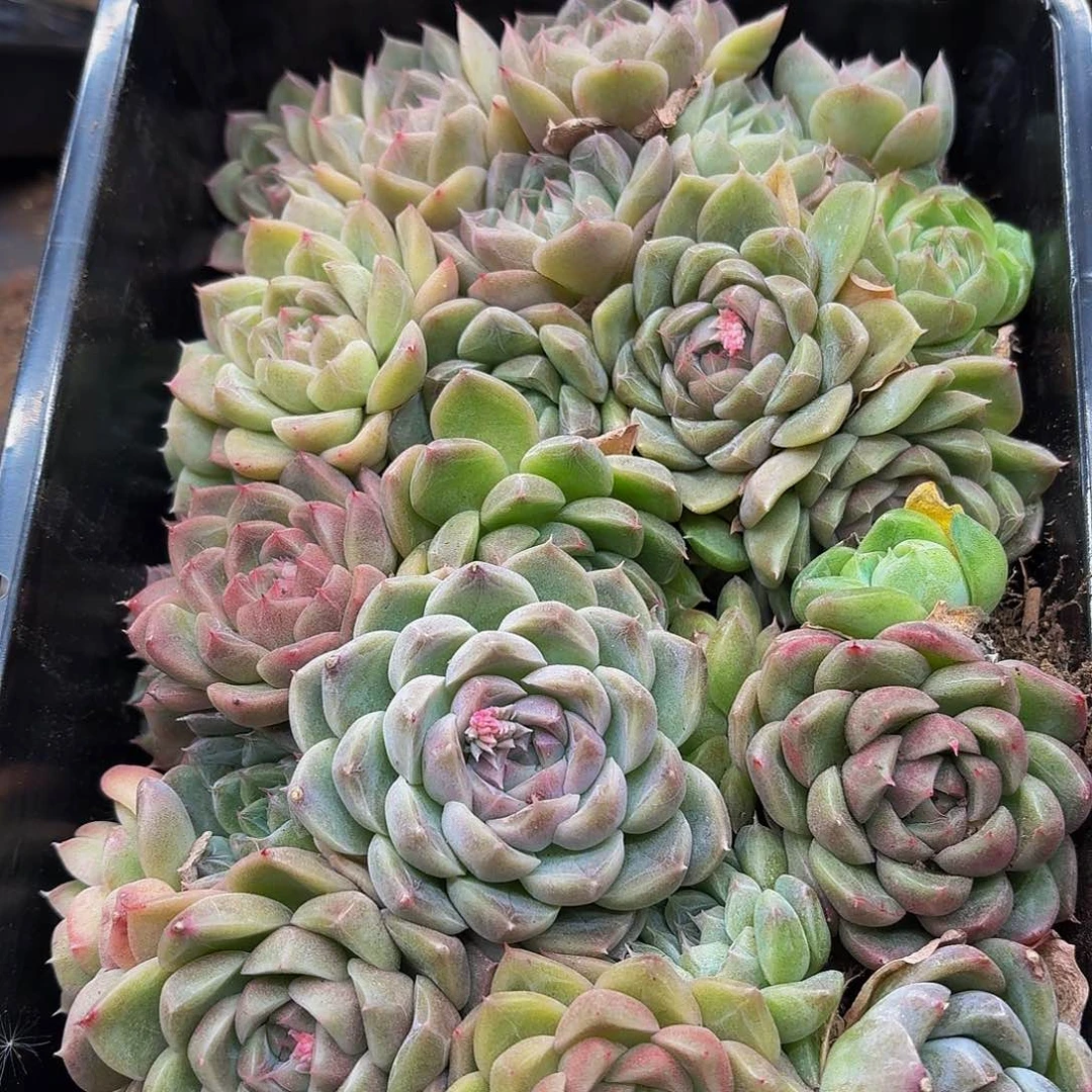 多肉植物多肉植物377