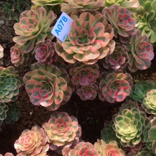 三***树无花朵078号晴天法师多肉植物