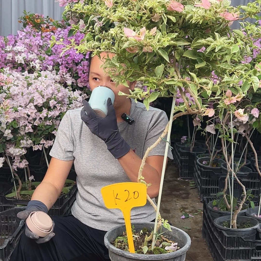 ****࿐大部分花苞少量开放K20少女心