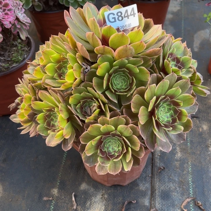 瑞妈多肉植物844半夏