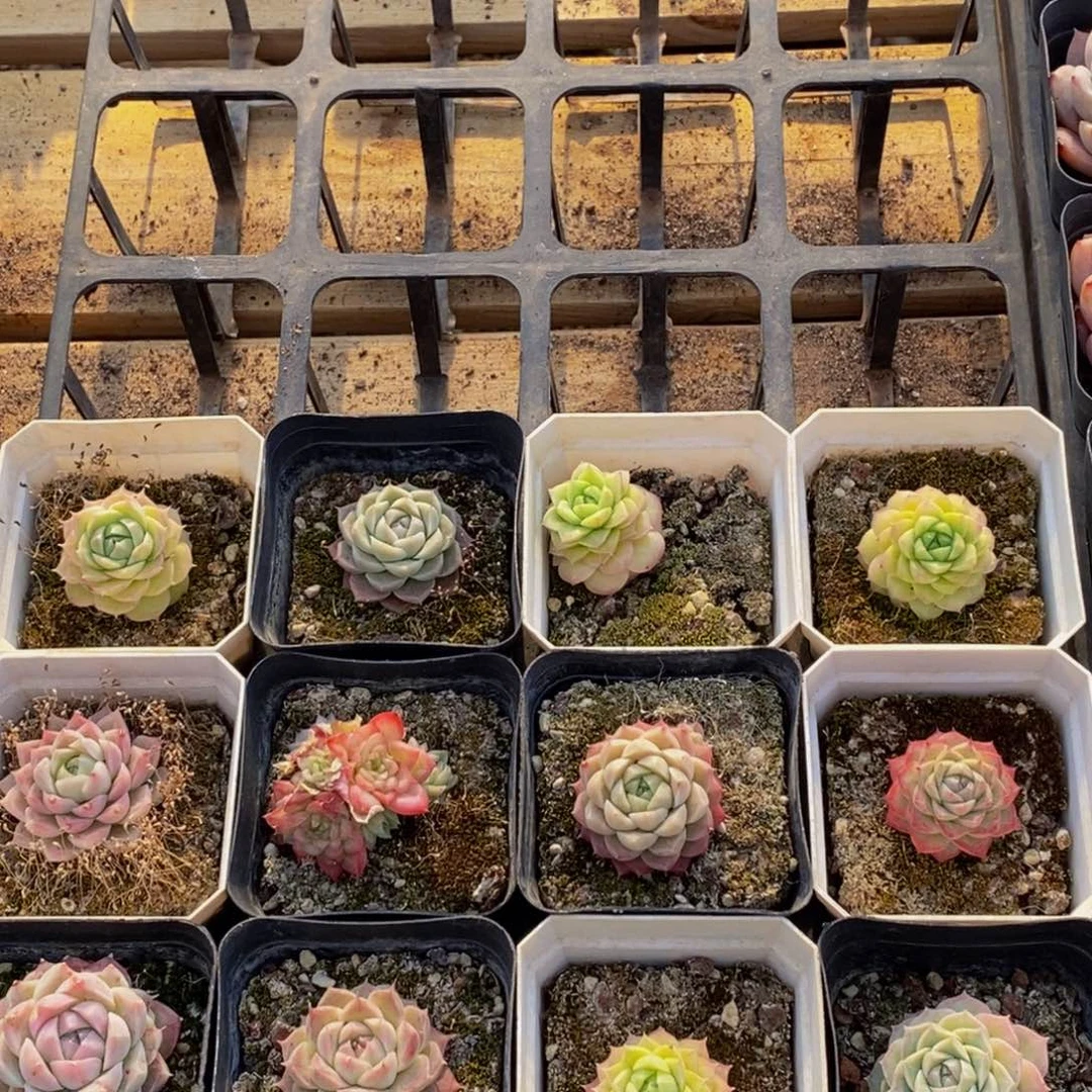 347多肉植物保护研究所