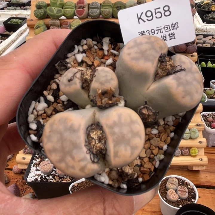 958哈哈哈哈多肉