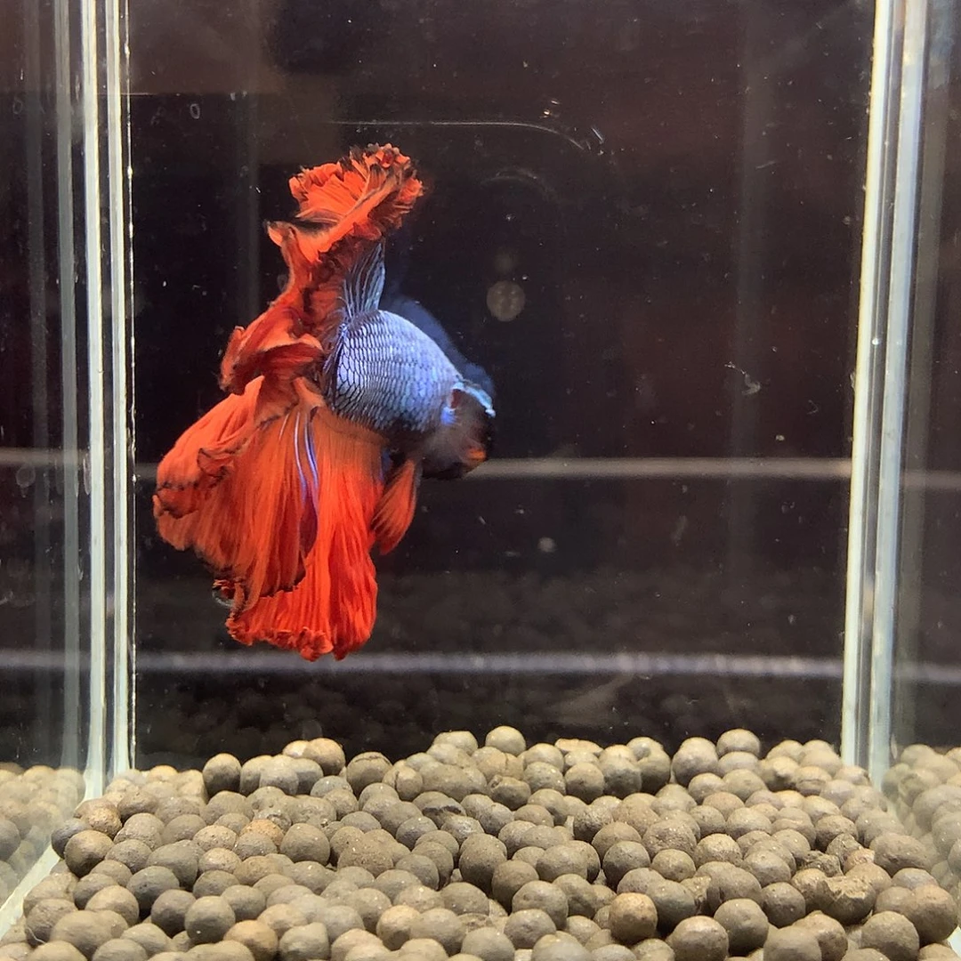 海水鱼七弟泰国斗鱼848