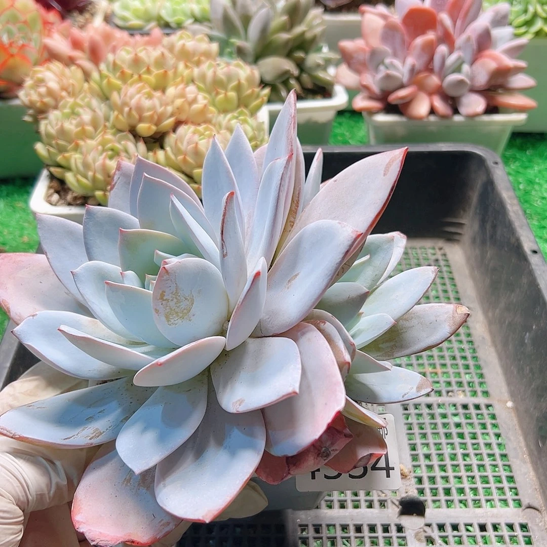 无花朵多肉一物一拍植物4334