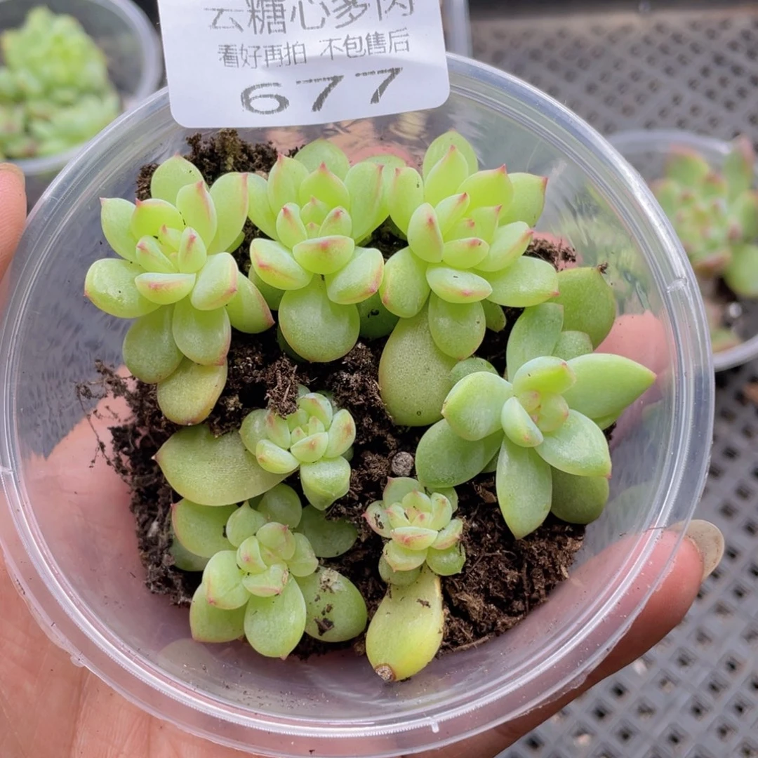 云糖心多肉植物677