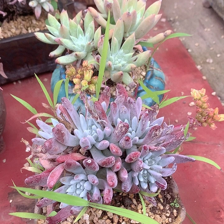 21574两颗仙女杯多肉