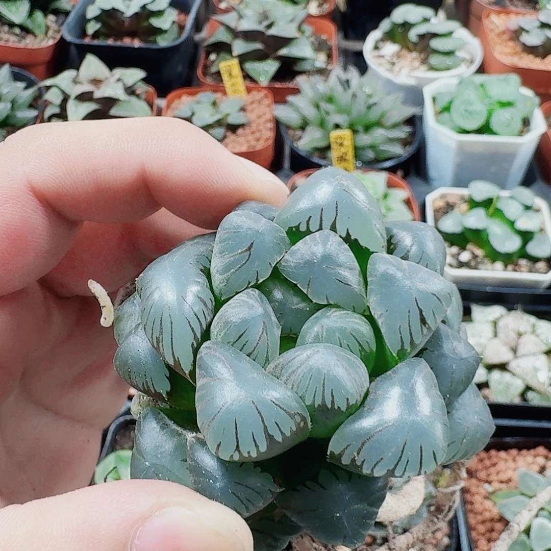 十二卷福利活动裸根孔明灯