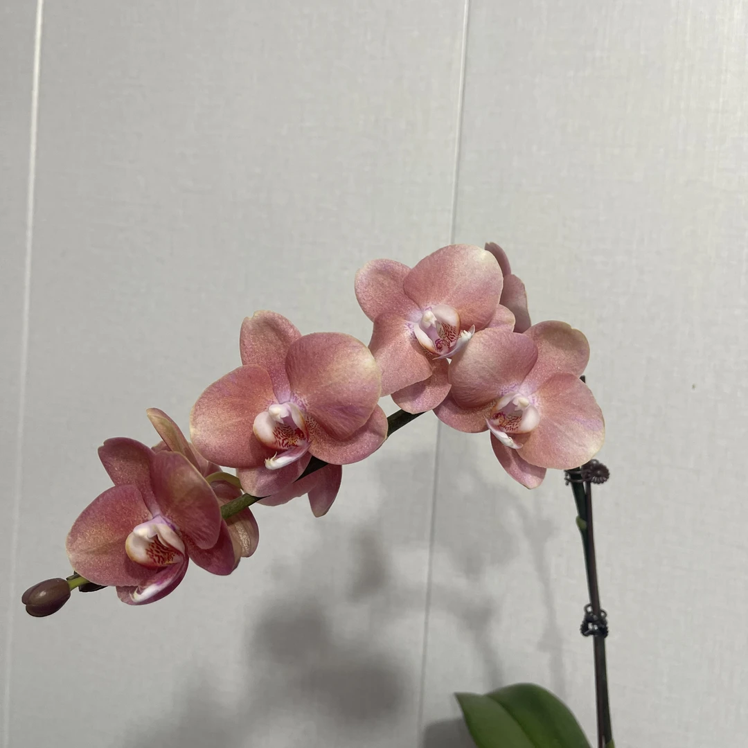 【花之漫】（鲑鱼）3.0寸杯单剑蝴蝶兰花卉室内阳台桌面盆栽