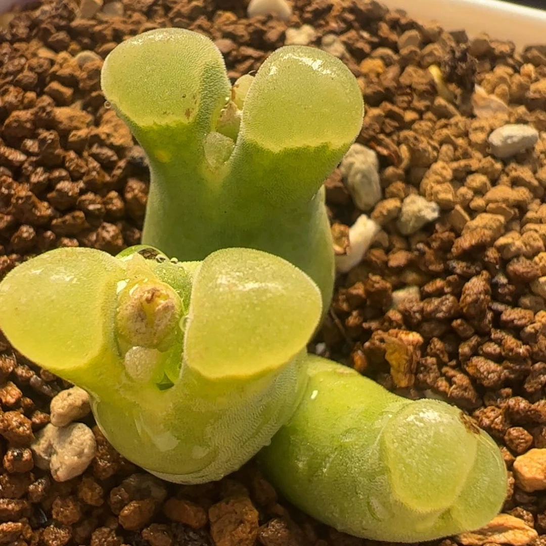 1802.8极窗风铃多肉植物